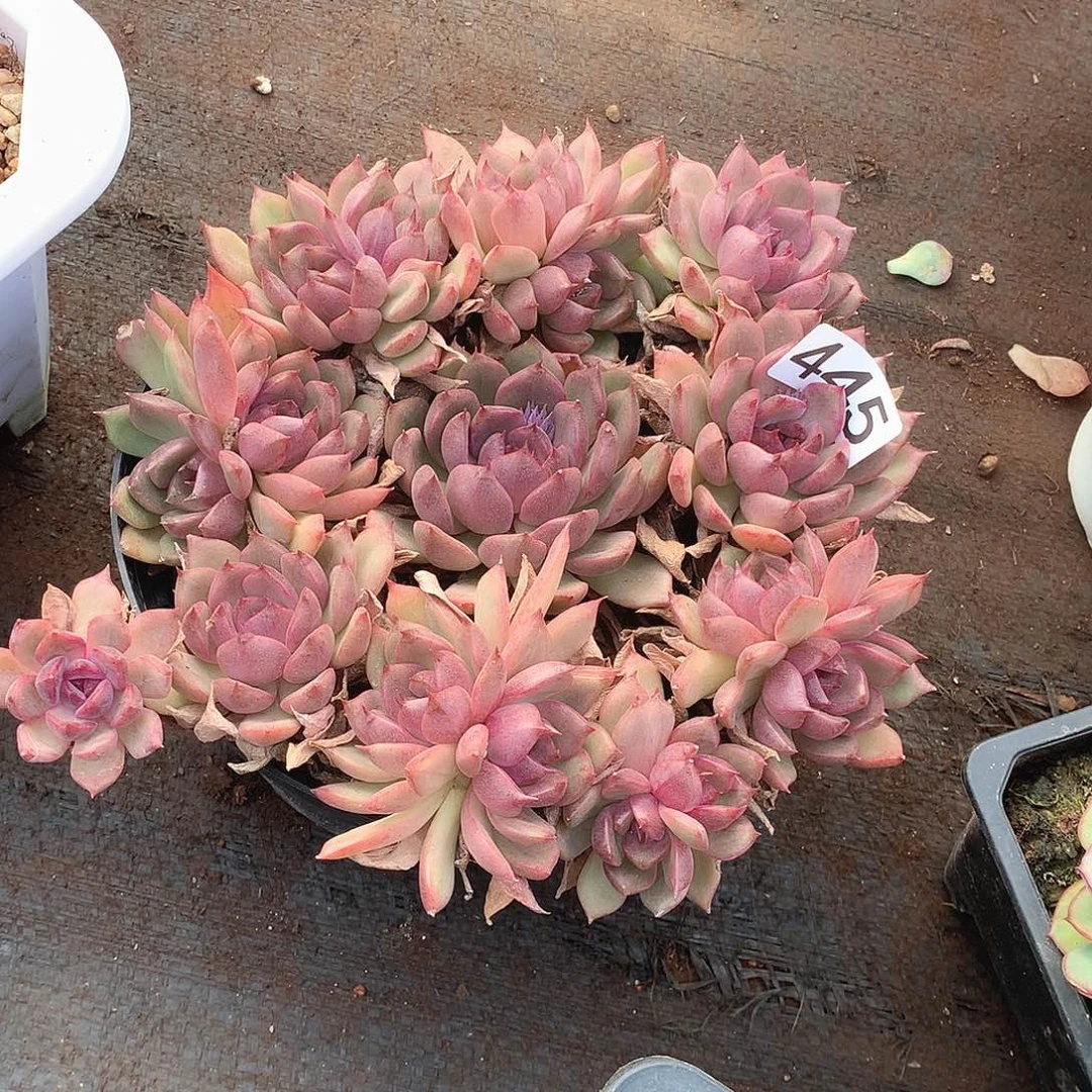 445水晶 一物一拍多肉