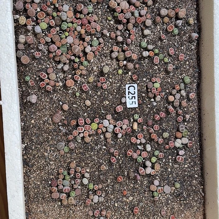 生255石花整框脱土发货不售后