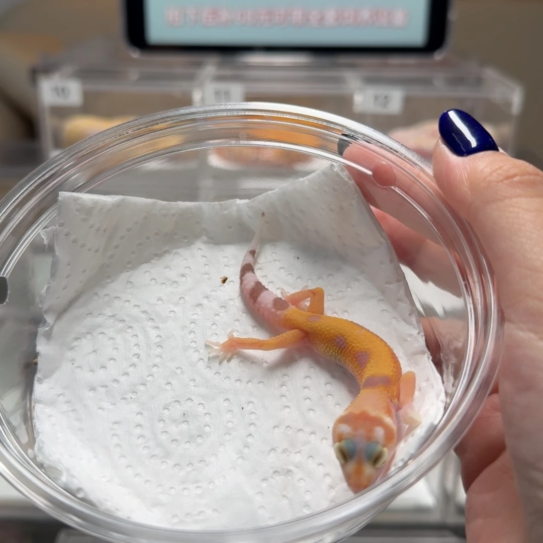 豹纹守宫川普母温