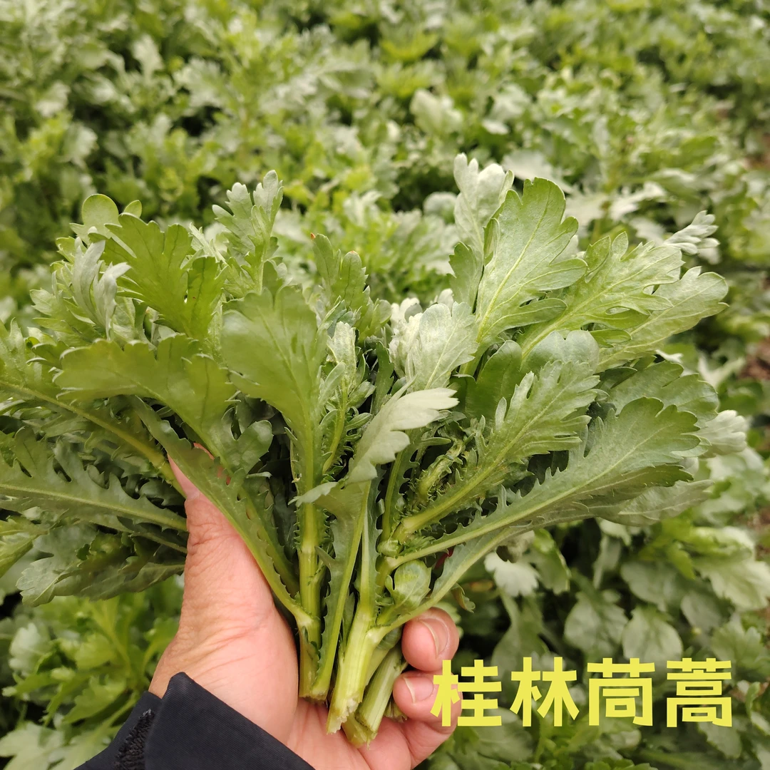 桂林茼蒿现摘现发
