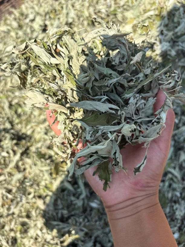 伏牛山深山野生艾草叶泡脚泡澡男女通用手脚冰凉