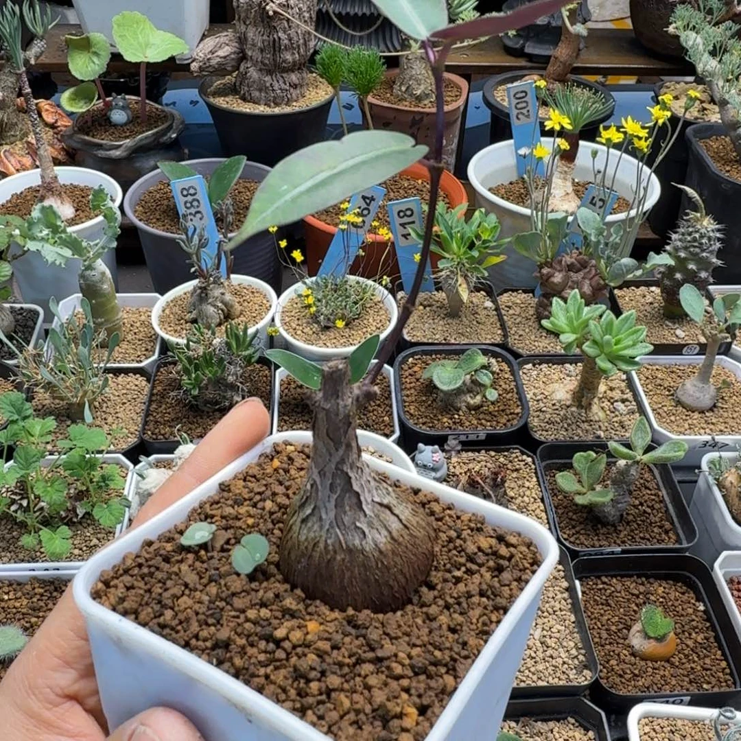 紫背萝摩66 仙人球