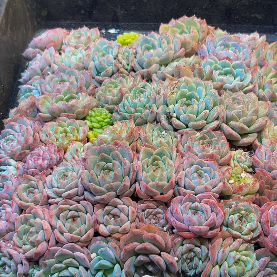 407多肉的小龙虾和一