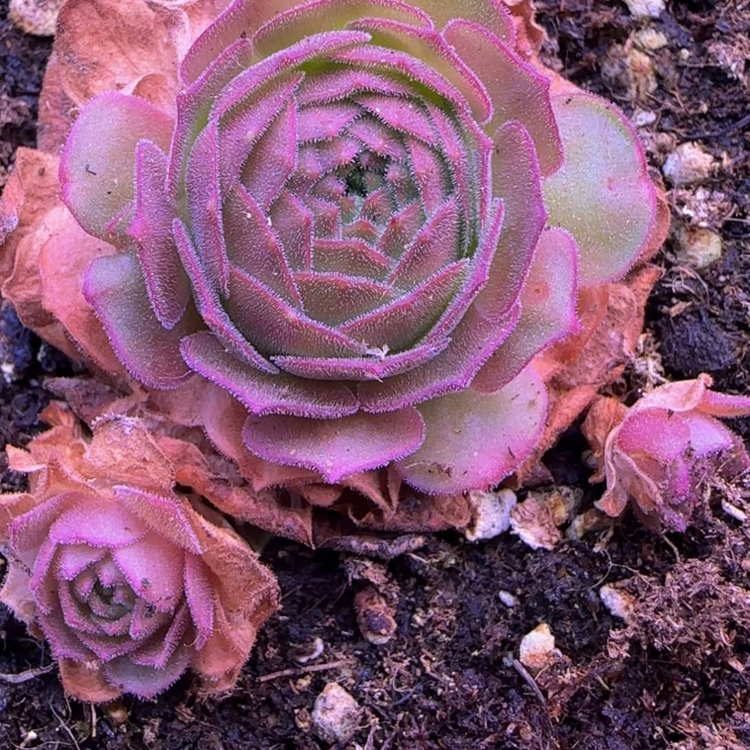 福利268566556685698696