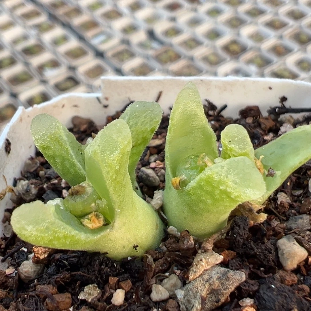 86多肉植物百科植物