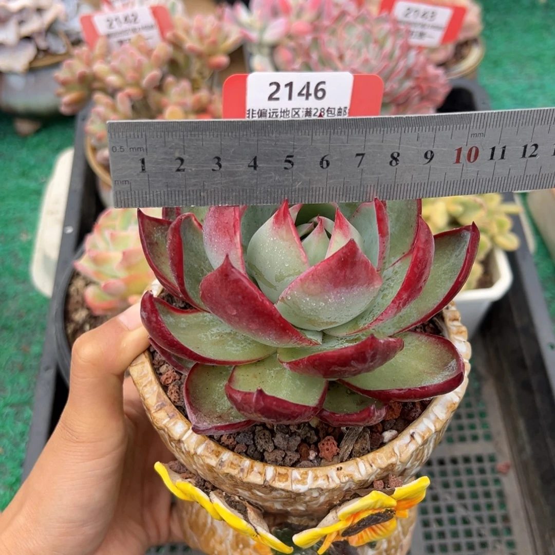 表妹精品精品多肉2146.