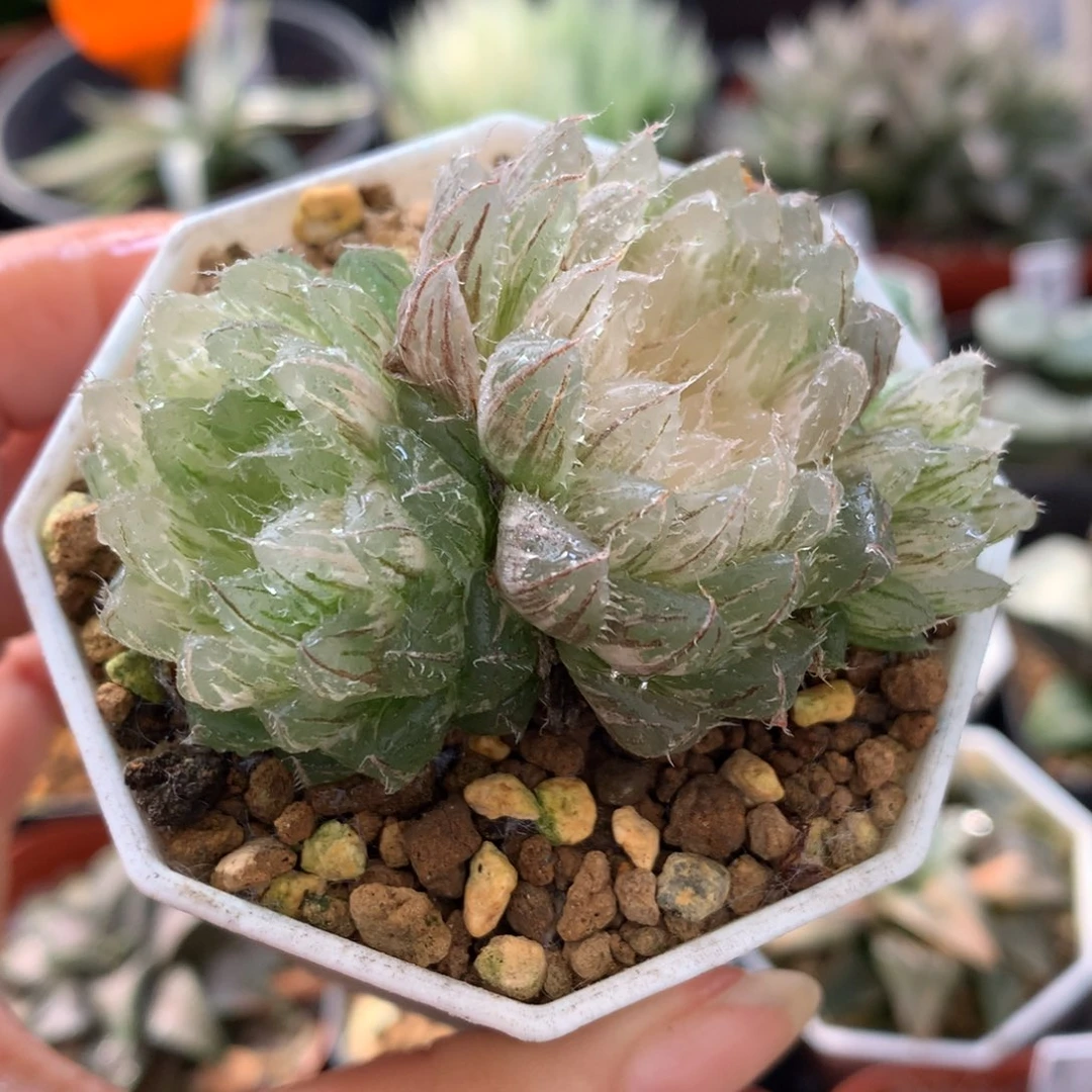 群生翠云玉露锦，带盆一起