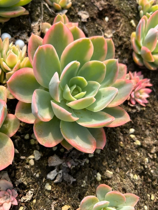 粉色维拉锦多肉云南基地直发耐高温适合新手养殖