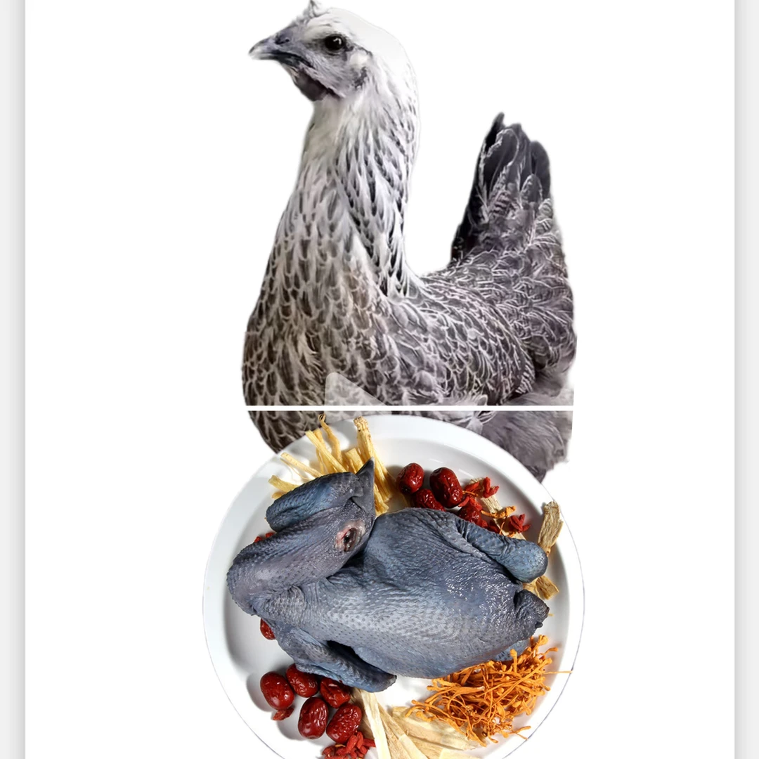 云南高山散养无量山青脚花鸡土鸡肉质鲜香可口