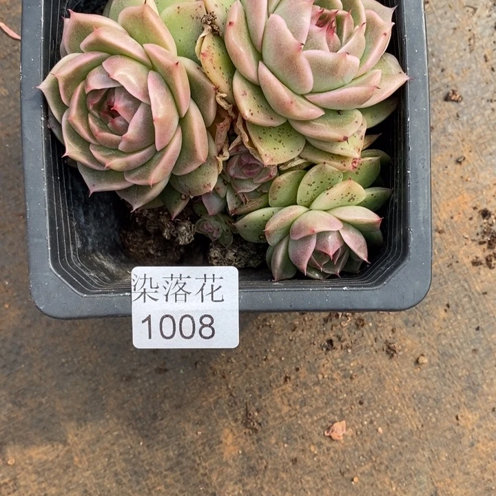 微****精品多肉植物1008带盆发