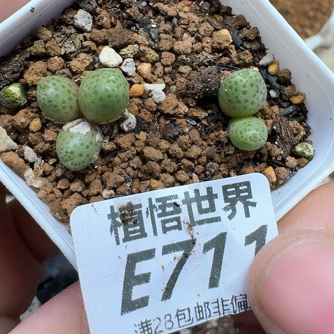 多肉植物的人生fhnnm