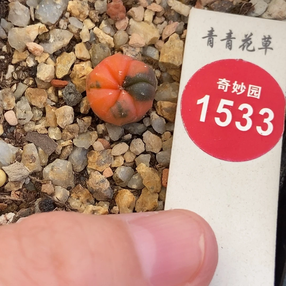 实生兜锦一颗1.2cm