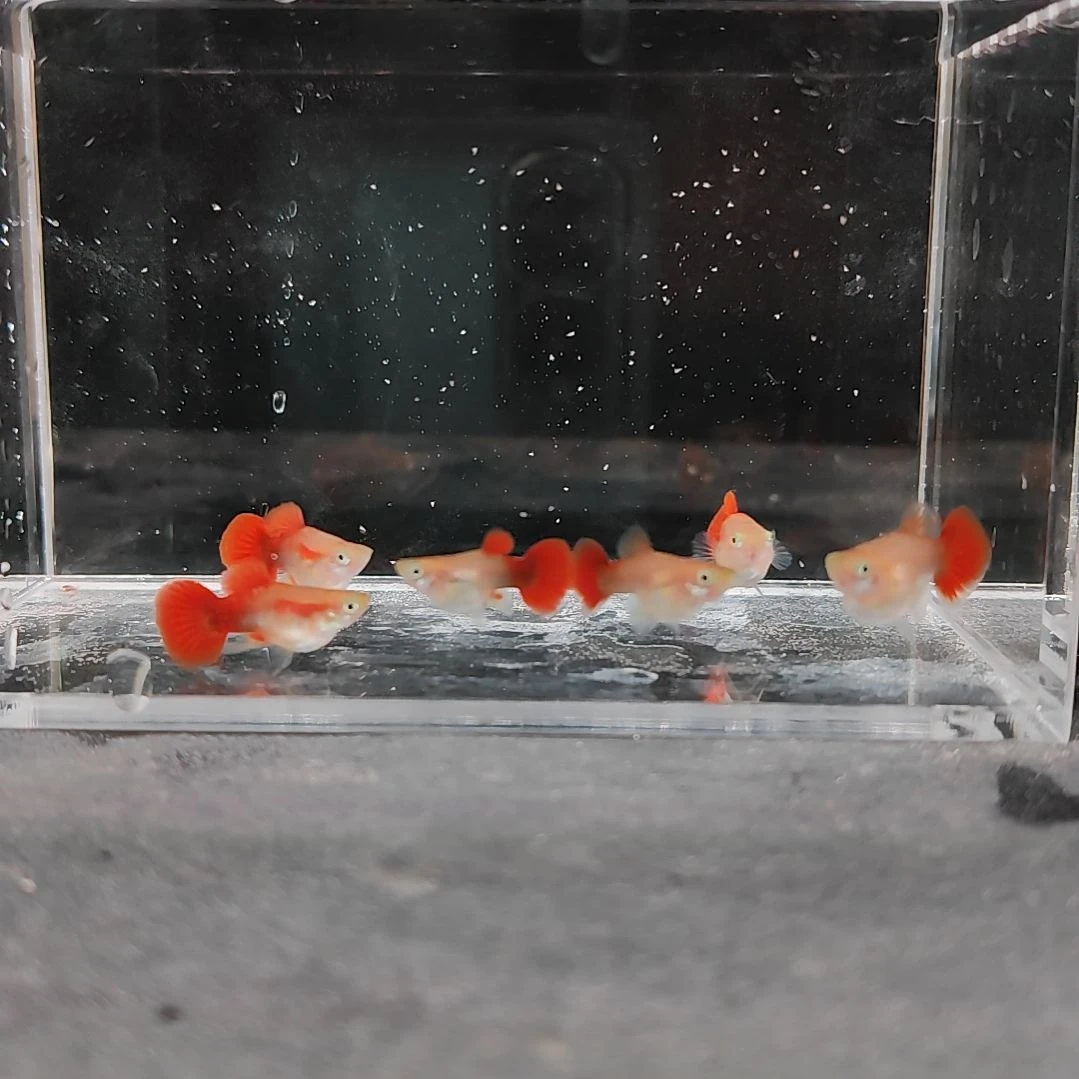 孔雀鱼编号39黄豹球