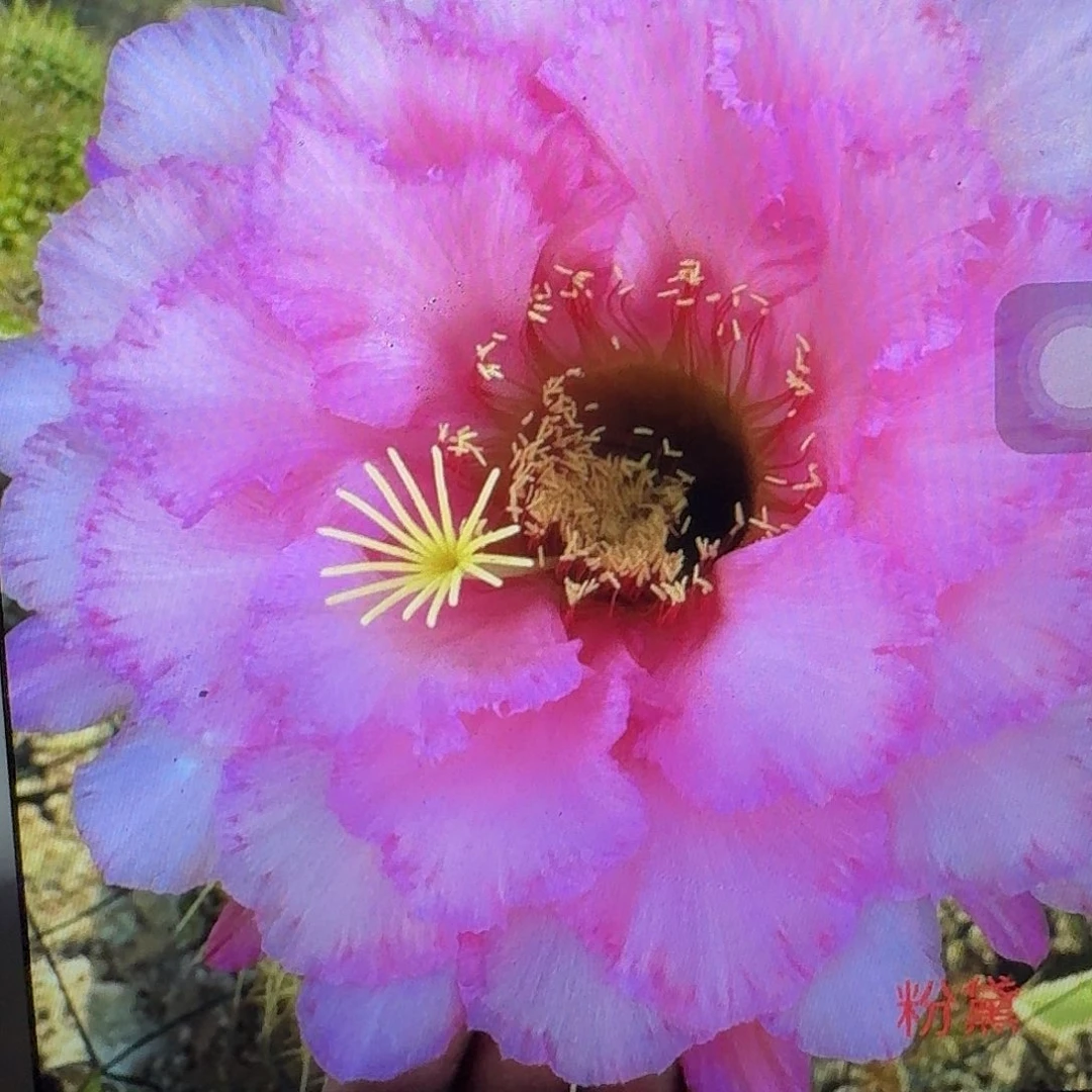 粉黛侧芽5公分毛花柱仙人球