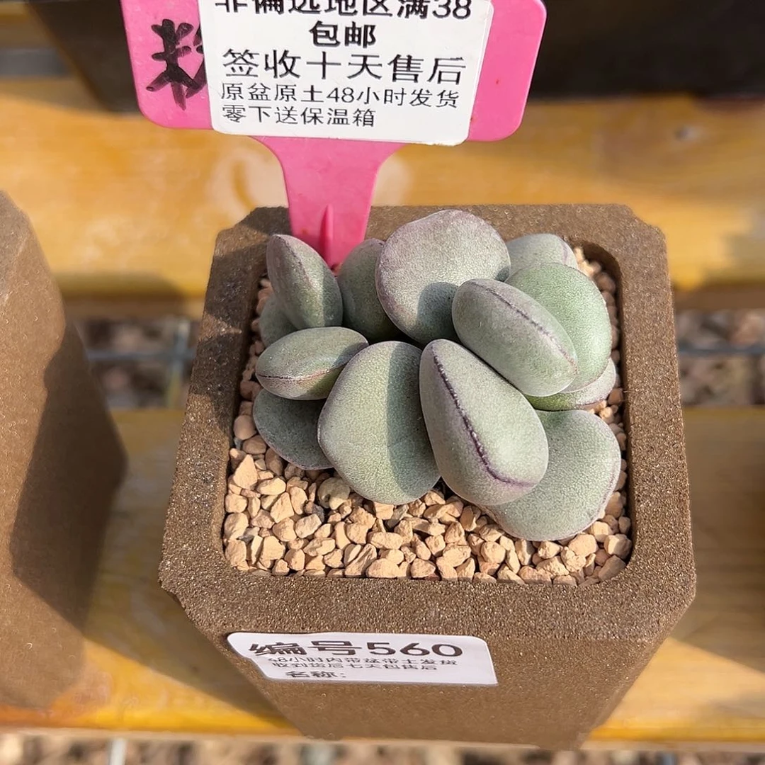 560球球紫蛋多肉