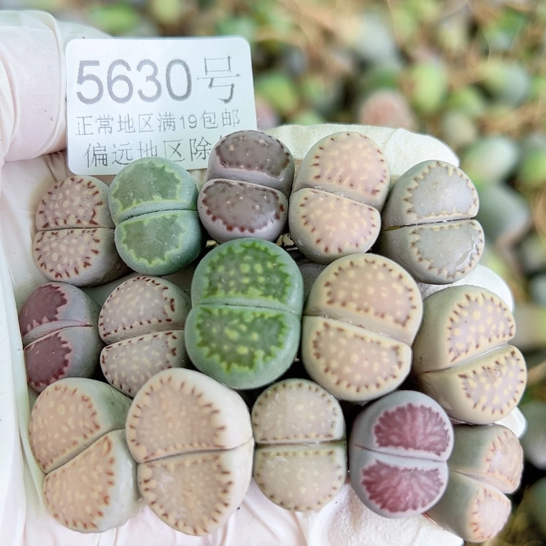 5630四年彩饼干15个1.5-2cm