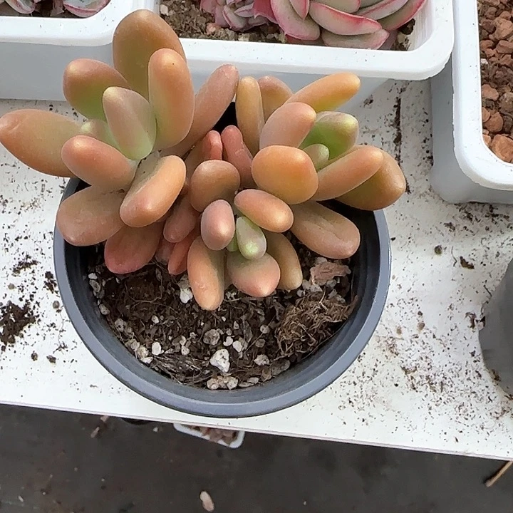 青蛙王子儿童牙膏111