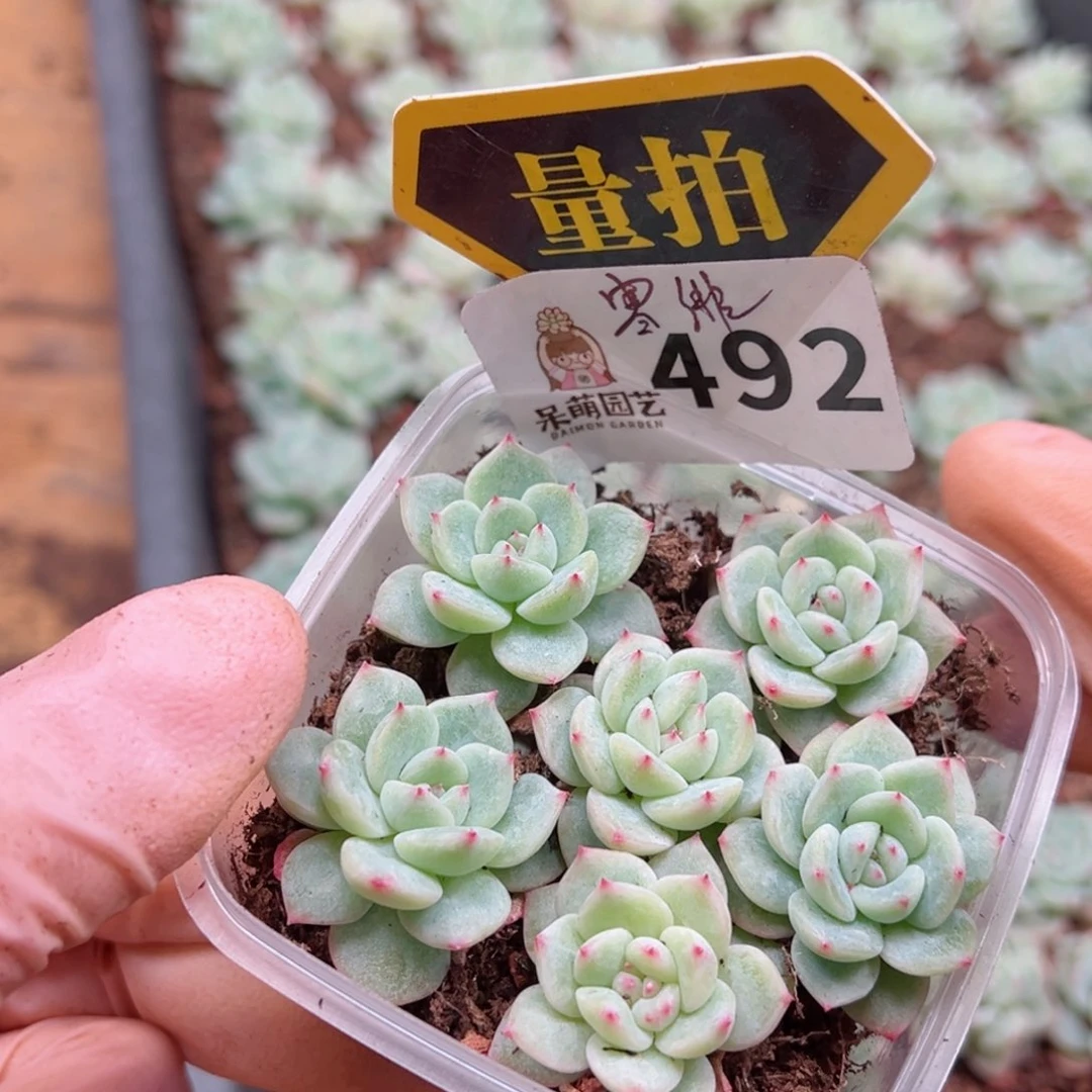 多肉植物多肉植物