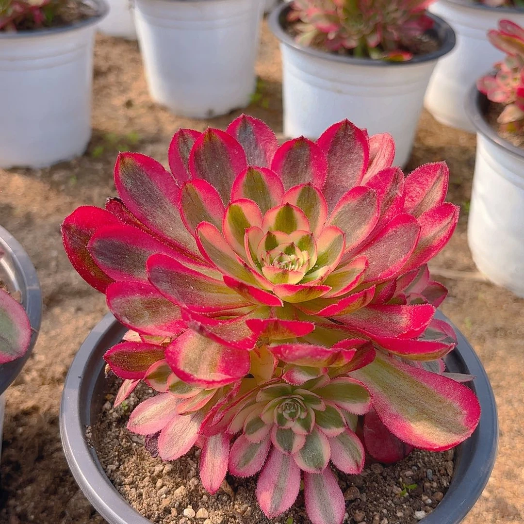 火龙果多头多肉植物