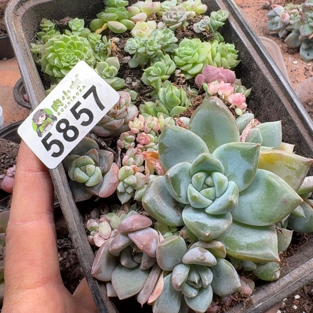 枫***站多肉植物多肉植物