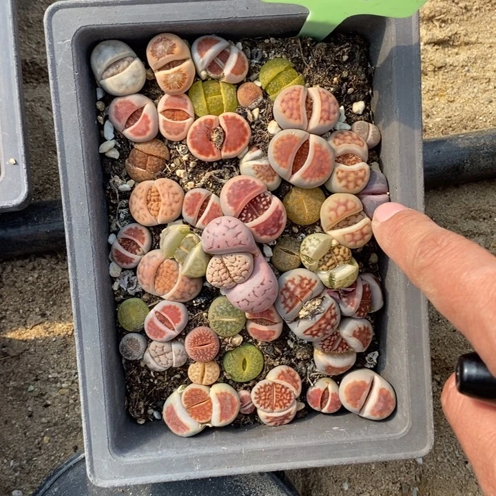 小****w066生石花小苗