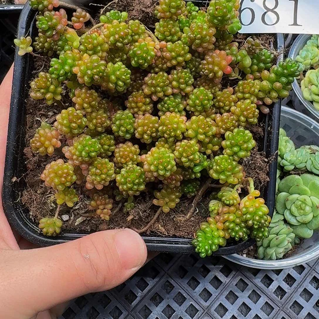 多肉植物多肉植物681