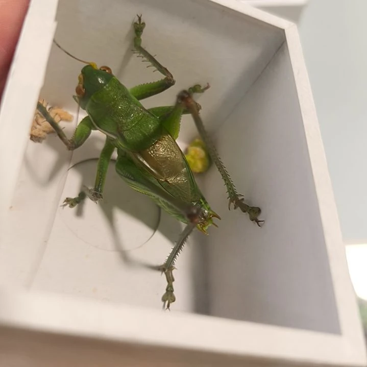 新到天津白菜绿蝈蝈全品新蜕