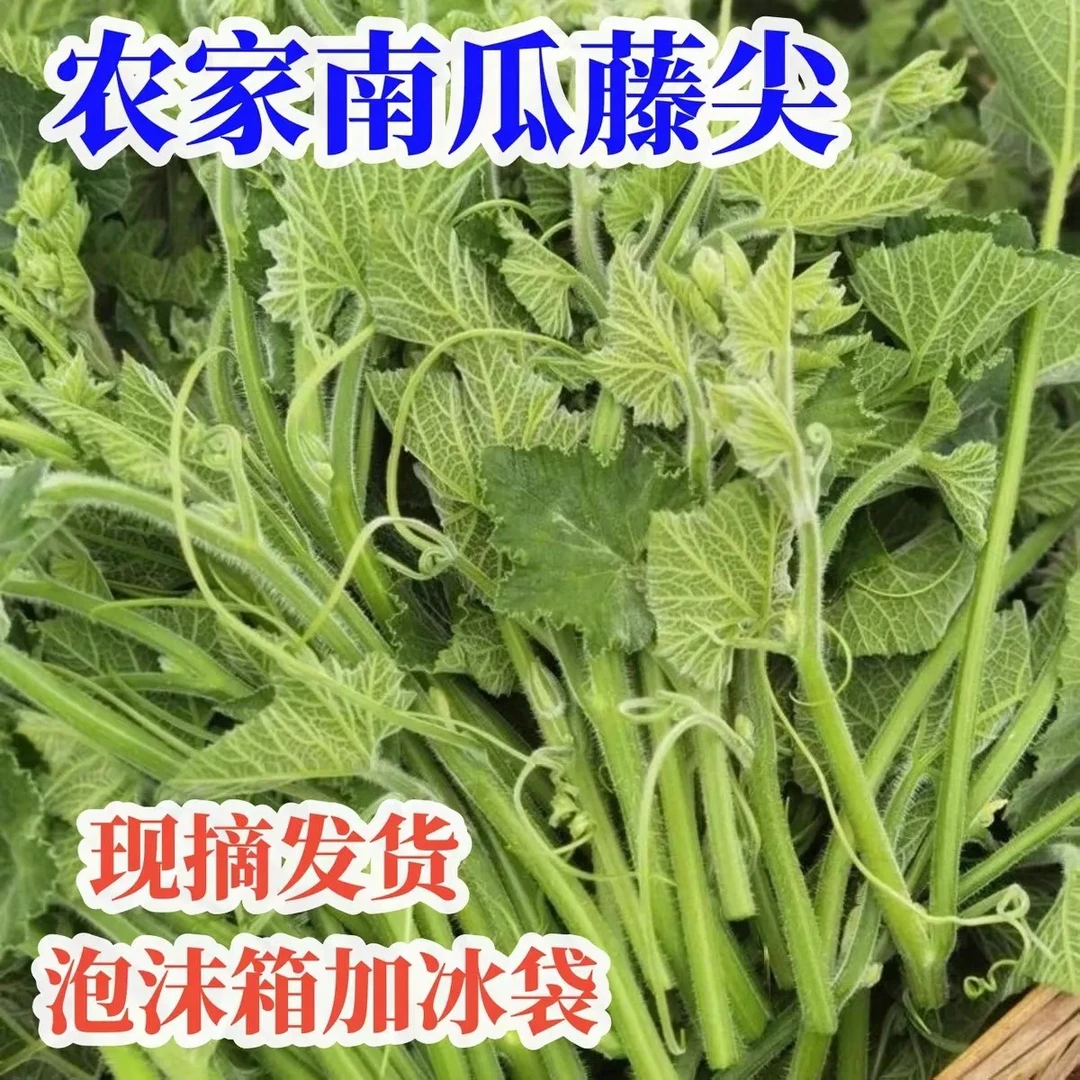 新鲜南瓜尖现采南瓜藤农家南瓜茎南瓜藤南瓜藤新鲜现摘
