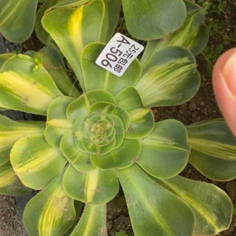 506暴君满25包邮多肉