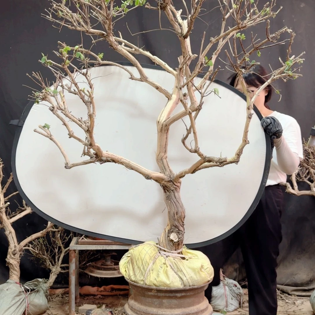 L***L金银花金银花金银花