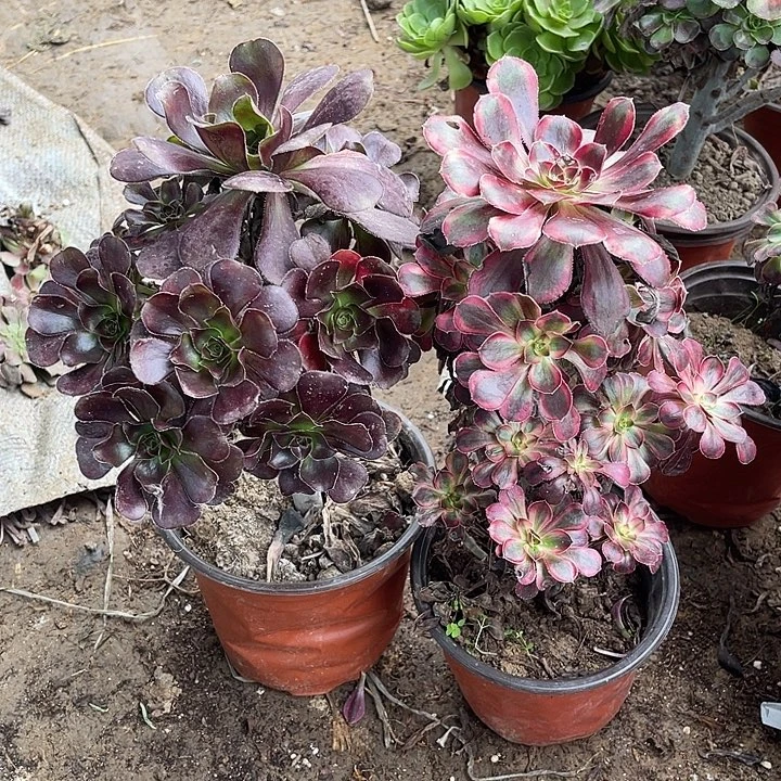 2棵玫瑰玫瑰玫瑰玫瑰