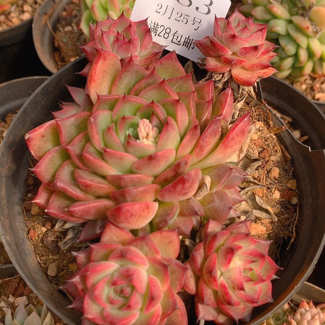 【闪购商品】云283