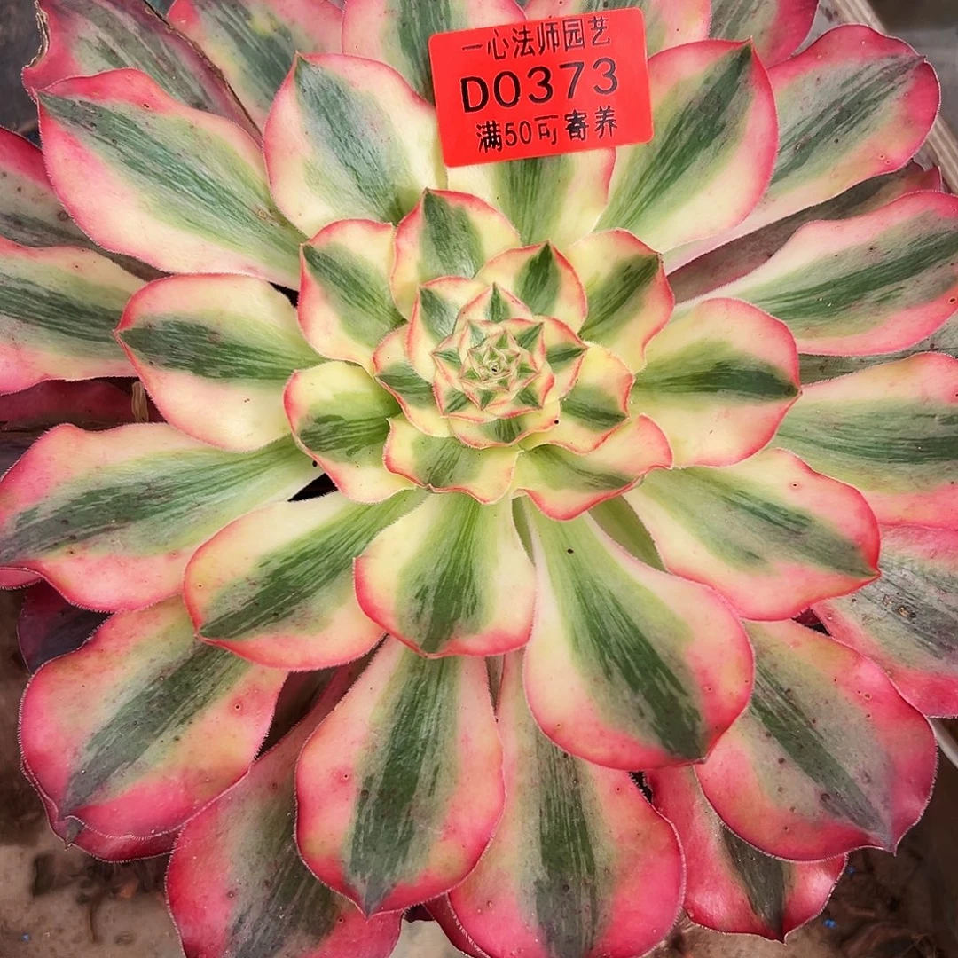 0373多肉植物爱丽丝