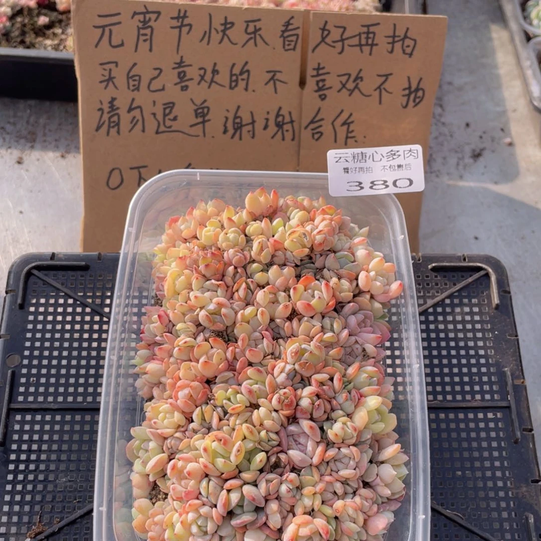 云糖心多肉植物380