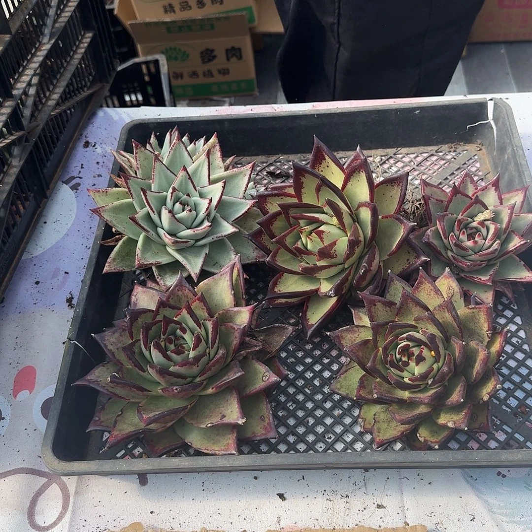 飘***丝乌木。2号。      多肉