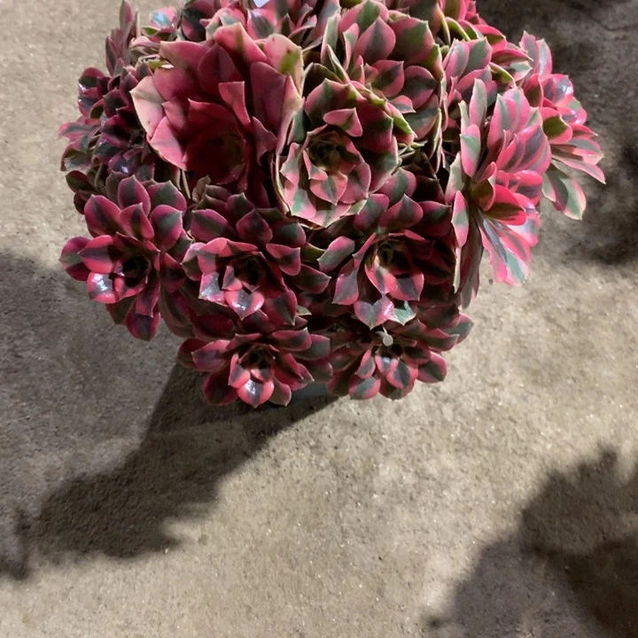 476女妖多肉植物特价