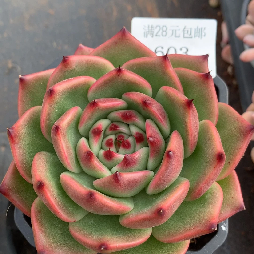 【闪购商品】云603号