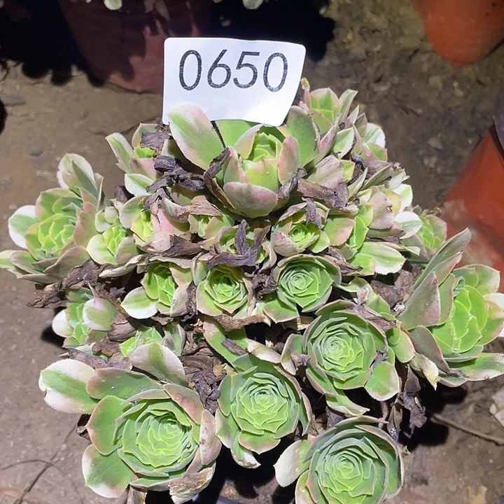 多肉植物法师650欣尼亚