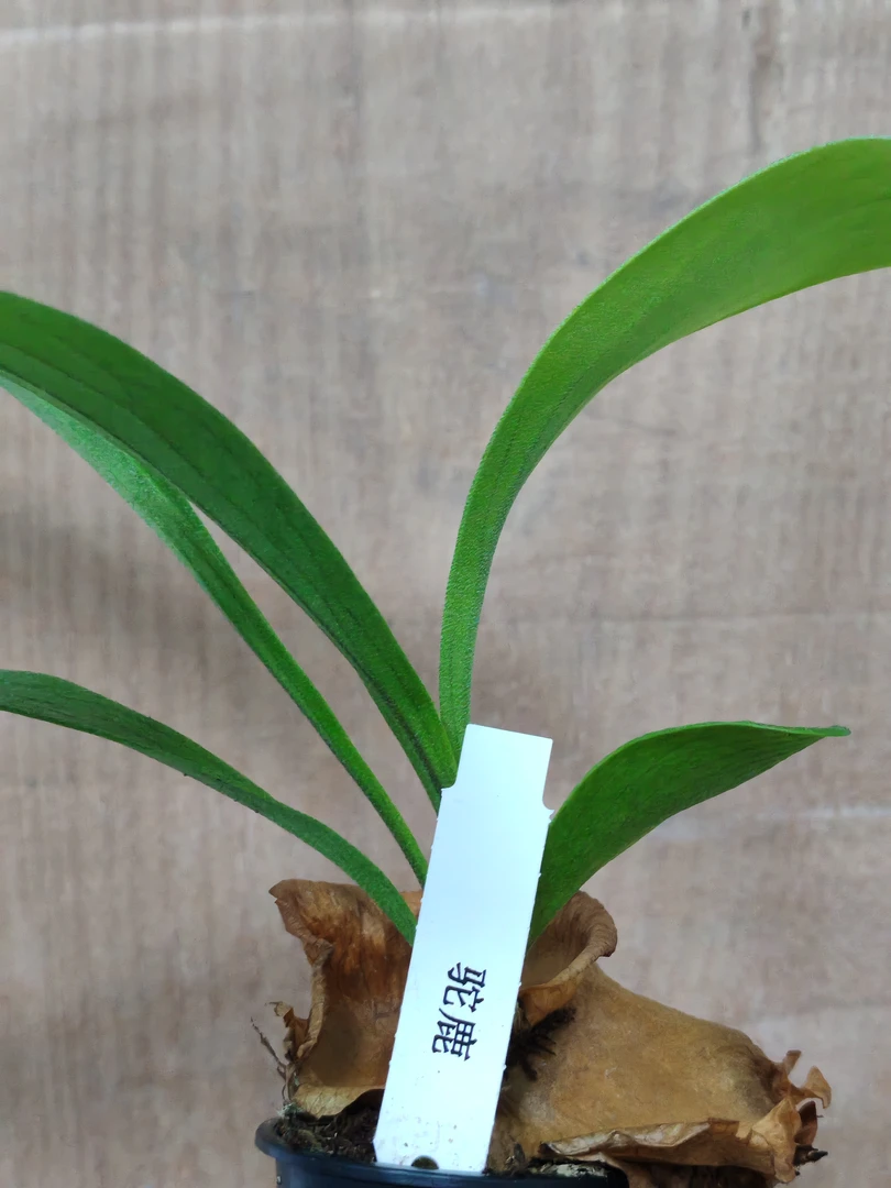 鹿角蕨·驼鹿·室内水培绿植