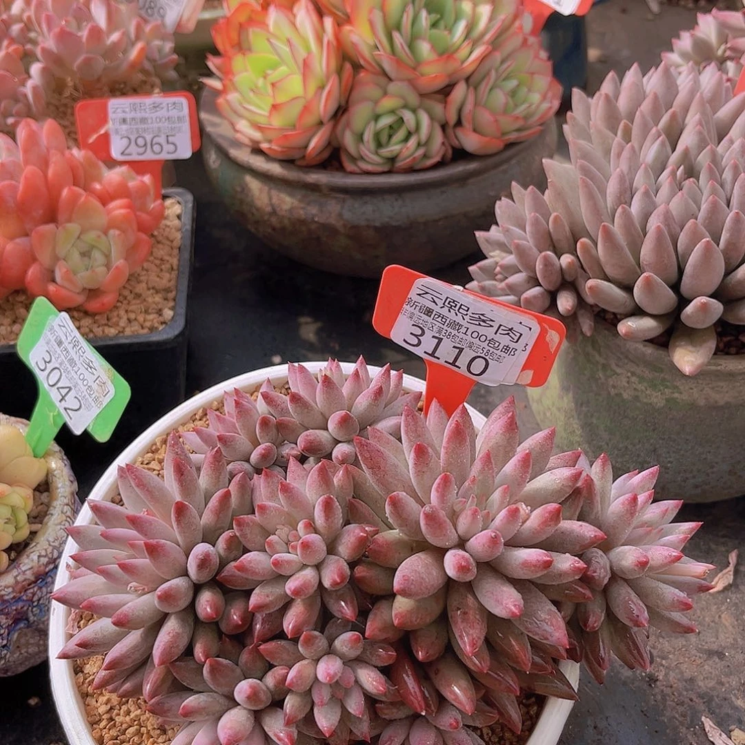 3110 虞美人多肉植物