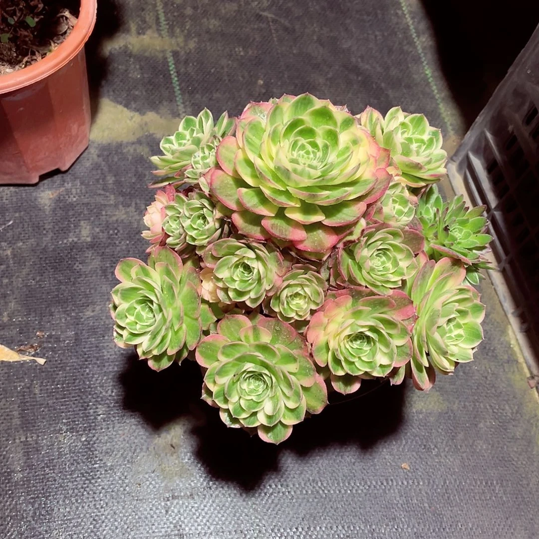 法师多肉漂亮漂亮