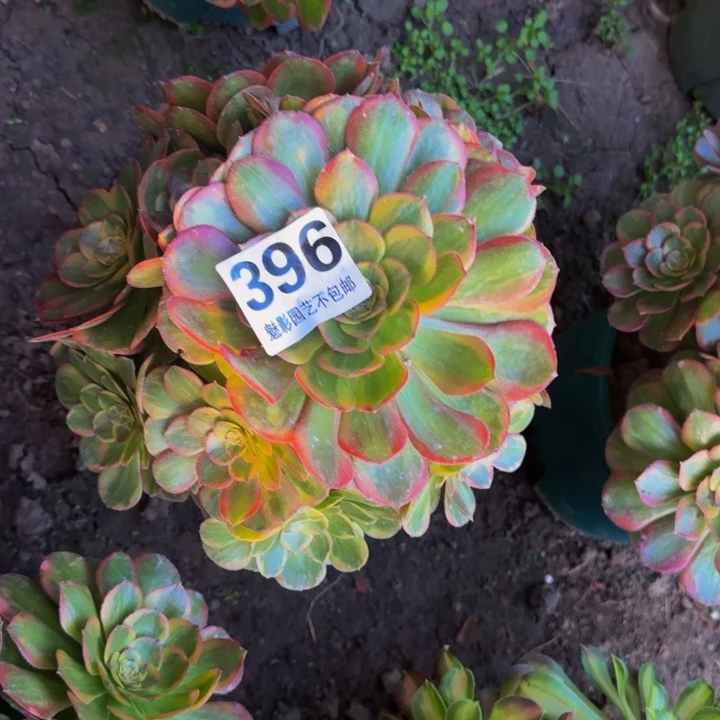 火狐花27-23包邮花花