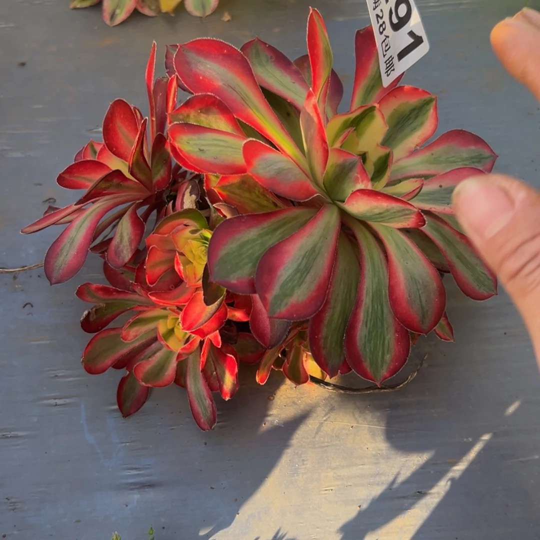 高***姐多肉植物291爱丽丝
