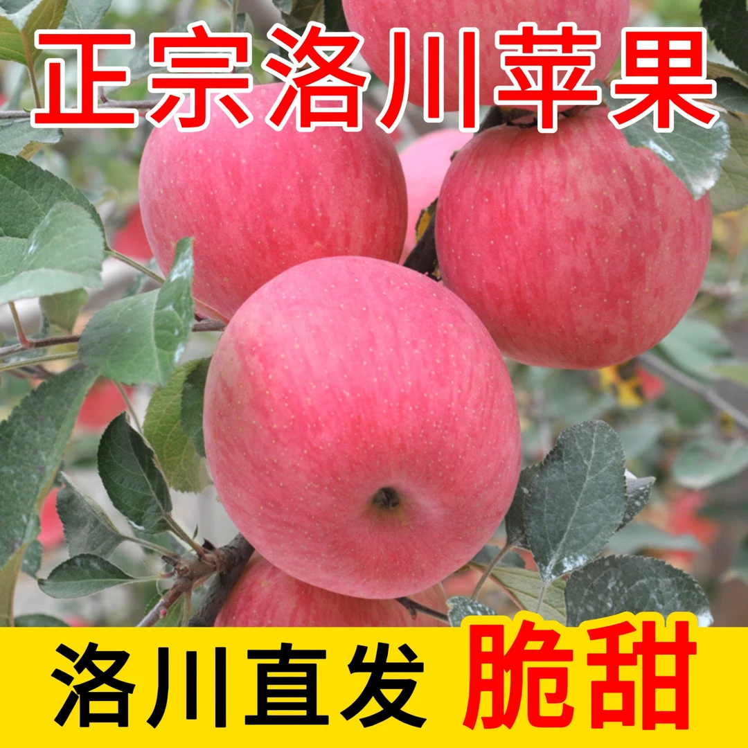 【助农】坏果包赔正宗洛川苹果红富士脆甜不打蜡水果新鲜现摘整箱