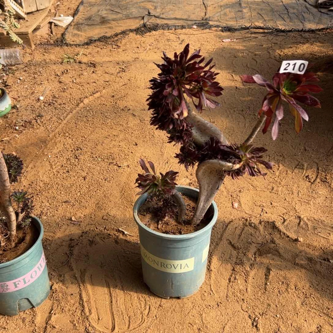 金**忆有伤黑缀210高33