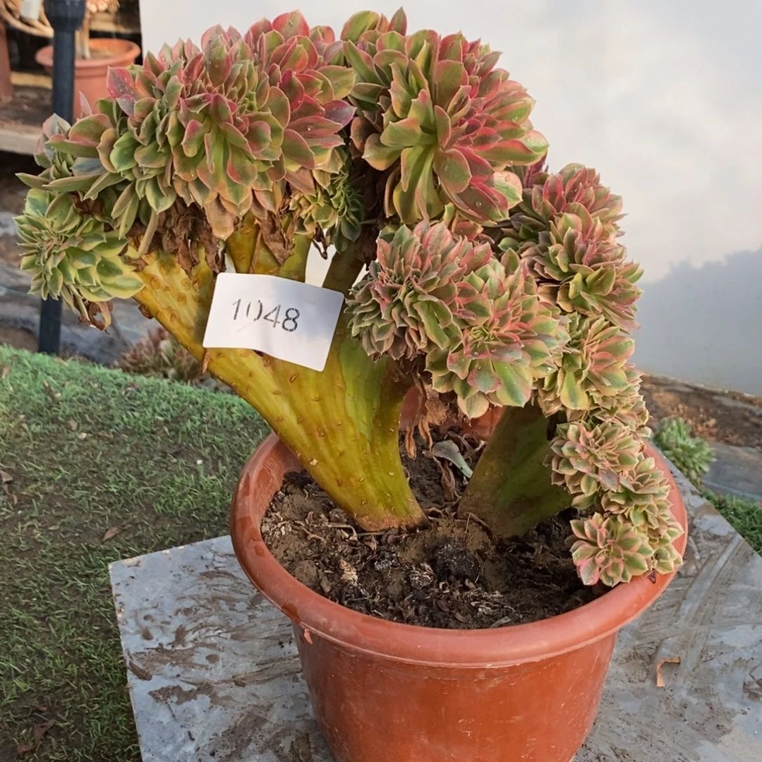 不开花植物1048号斑斓缀化1颗多肉