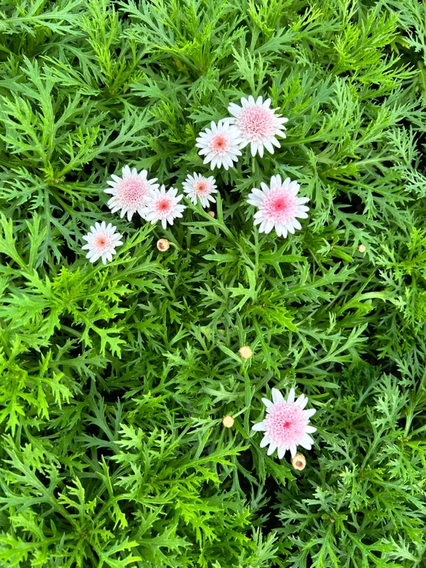 主场10盆生花苞发货可爱粉小太阳各5