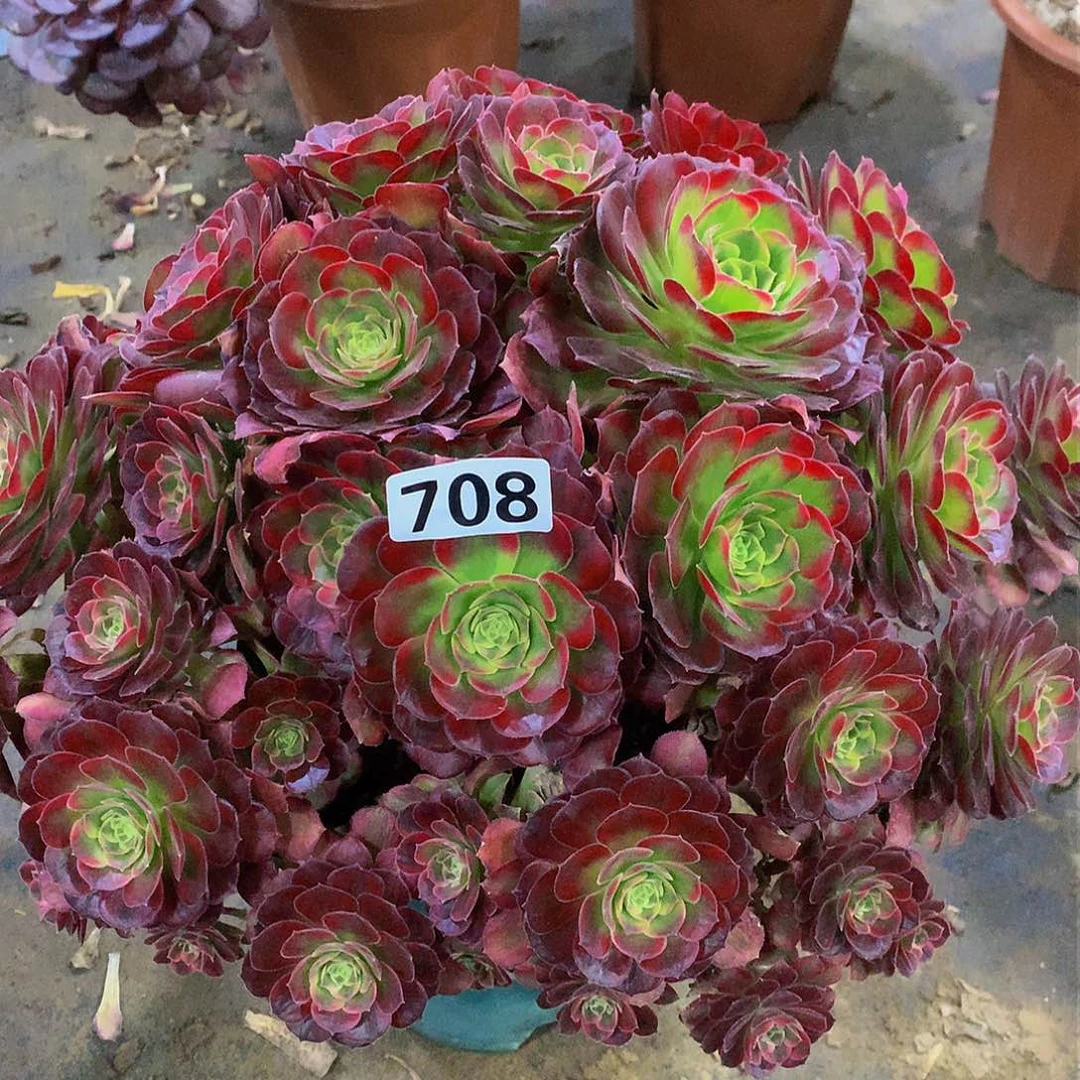 许**言多肉安娜708.00000