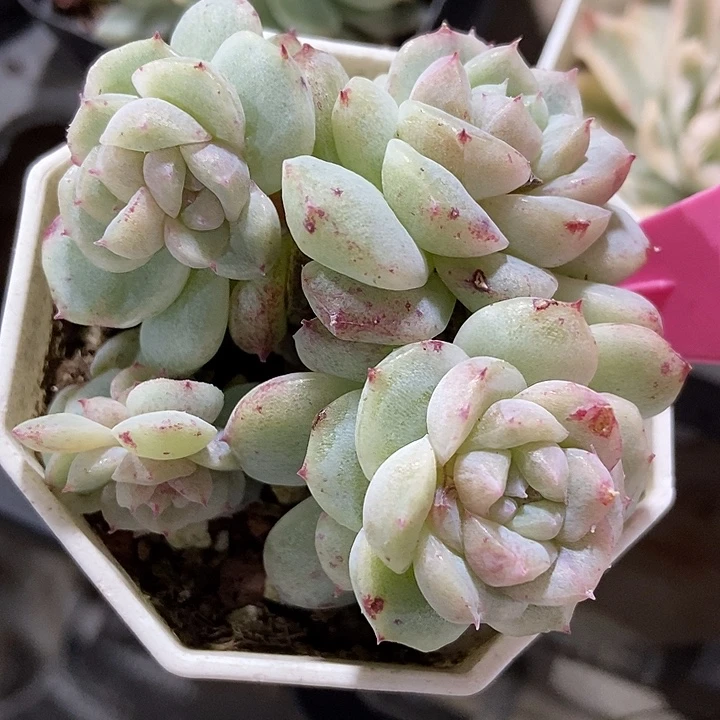 多肉植物甜心石化94多肉