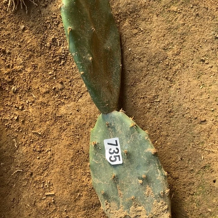 735双层黄大刺仙人掌